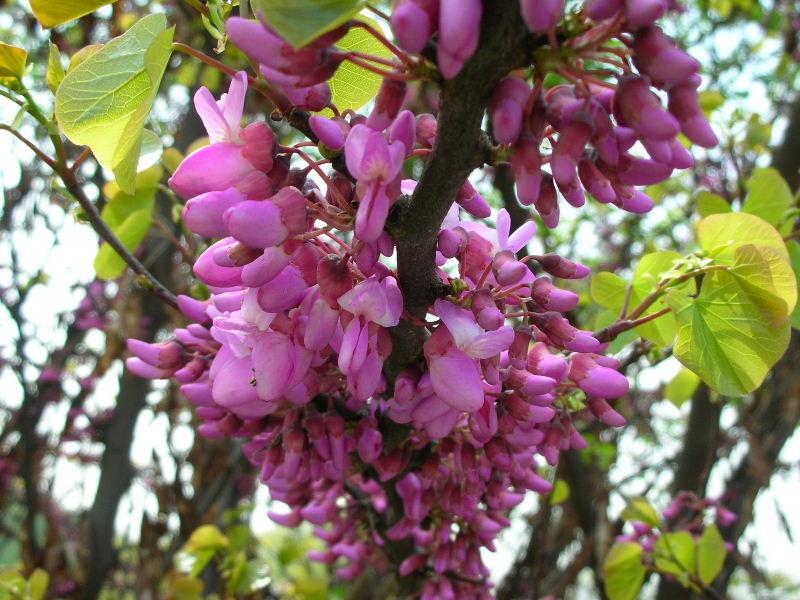 Cercis siliquastrum / Albero di Giuda